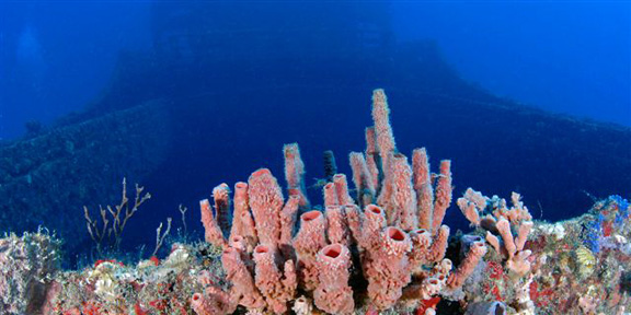 Dive With South Florida Diving Headquarters